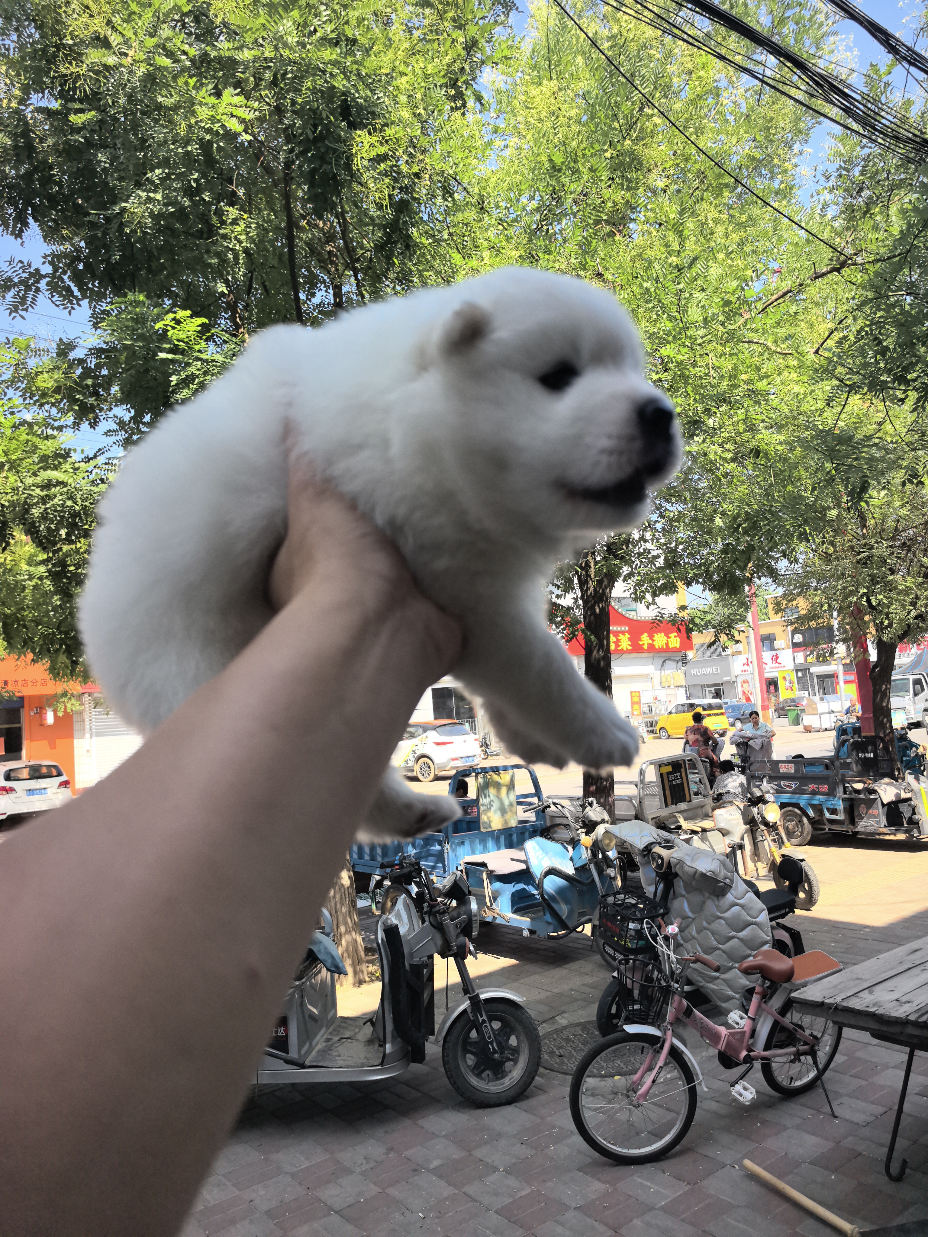 萨摩耶犬弟弟。